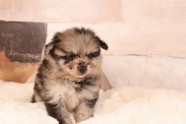 Male Pomeranian puppy named Siddiq for sale at Petland Monroeville.