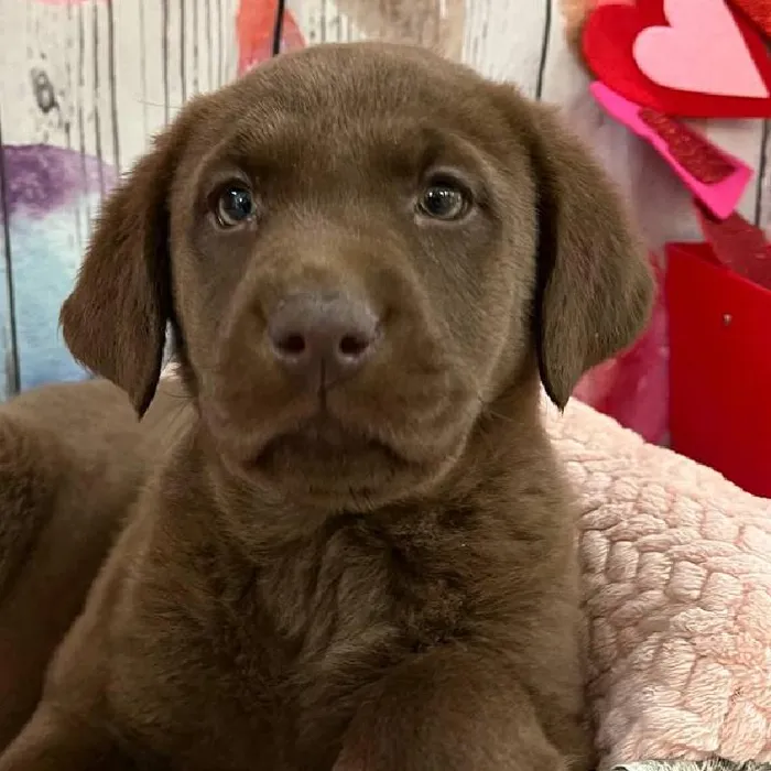 Female Labrador Retriever Puppy for Sale in Monroeville, PA