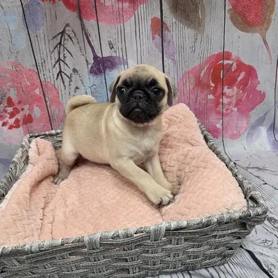 Female Pug Puppy for Sale in Monroeville, PA