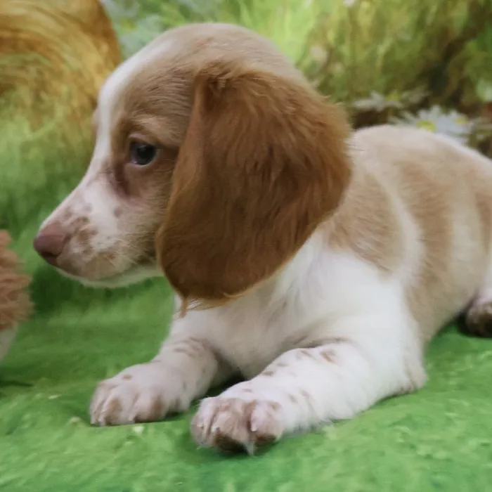Female Dachshund puppy named Daisy for sale at Petland Monroeville.