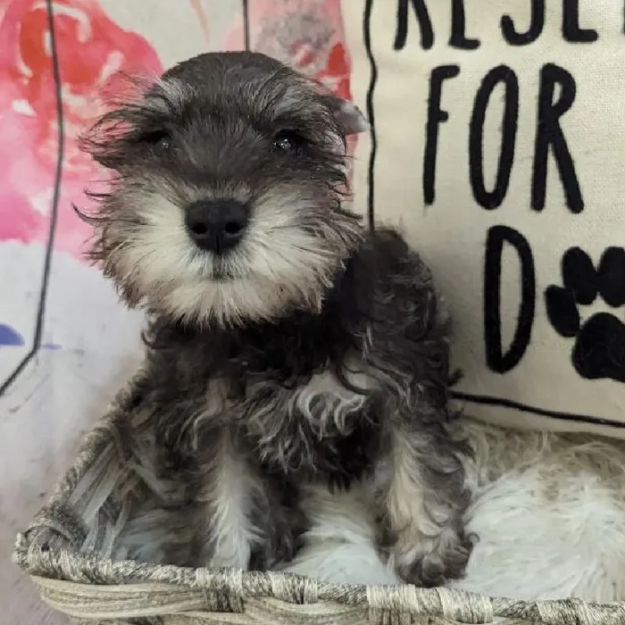 Female Mini Schnauzer Puppy for Sale in Monroeville, PA