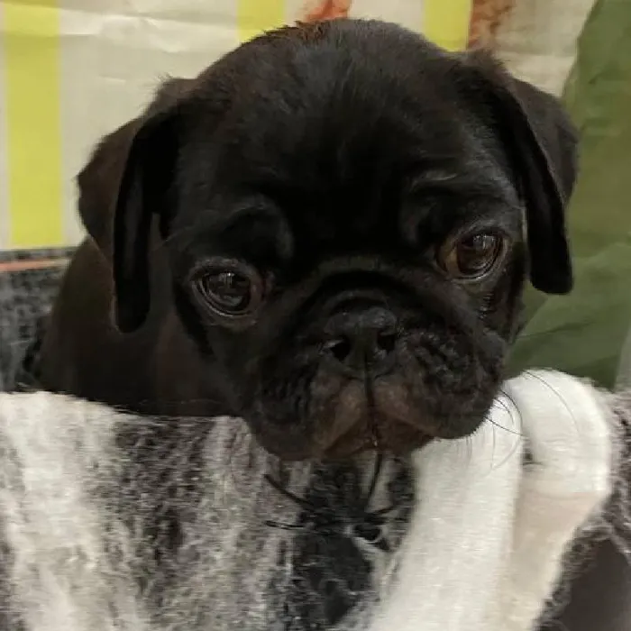 Female Pug Puppy for Sale in Monroeville, PA