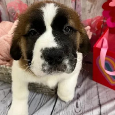 Female Saint Bernard Puppy for Sale in Monroeville, PA