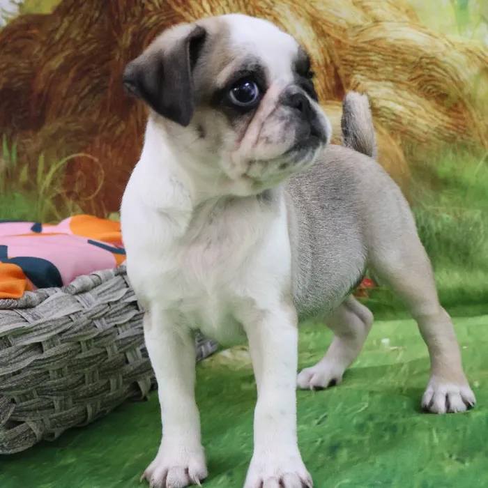 Female Pug puppy named Rosita for sale at Petland Monroeville.