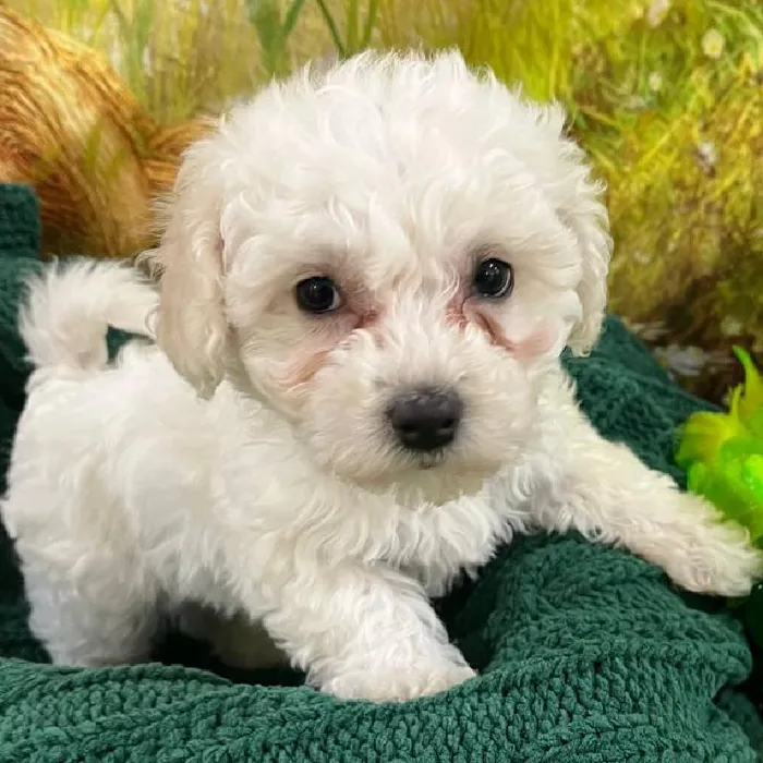 Female Bichon Puppy for Sale in Monroeville, PA