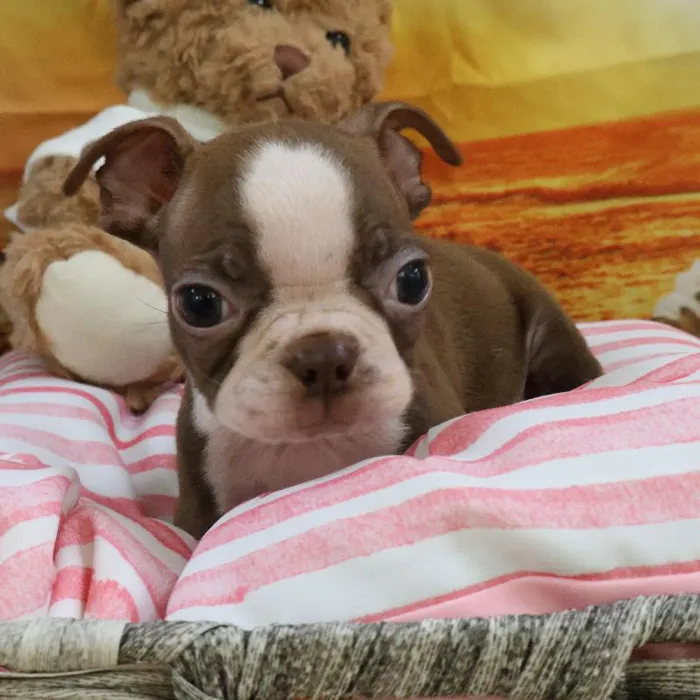 Male Boston Terrier Puppy for Sale in Monroeville, PA