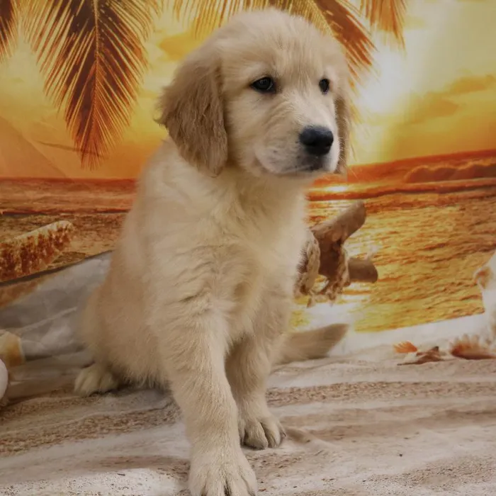 Male Golden Retriever Puppy for Sale in Monroeville, PA