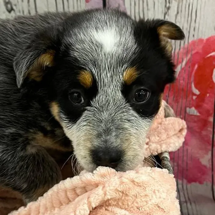 Female Australian Cattle Dog Puppy for Sale in Monroeville, PA