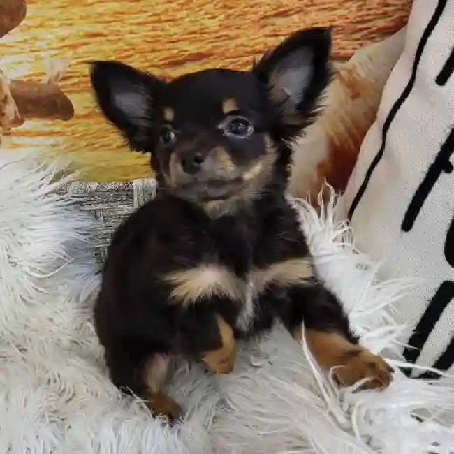 Female Chihuahua Puppy for Sale in Monroeville, PA