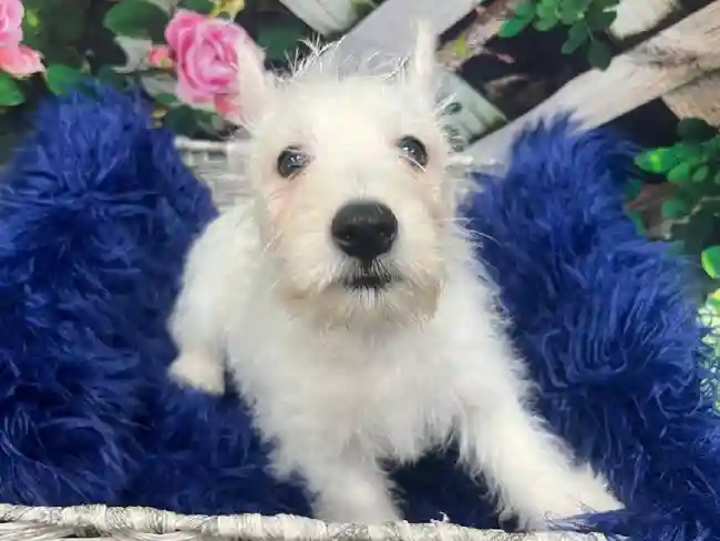 Male West Highland White Terrier Puppy for Sale in Monroeville, PA
