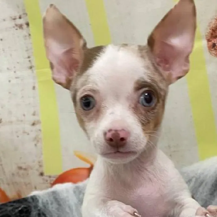 Female Chihuahua Puppy for Sale in Monroeville, PA