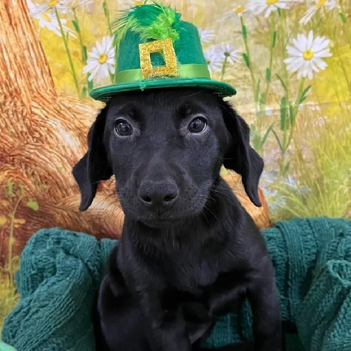 Female Labrador Retriever Puppy for Sale in Monroeville, PA