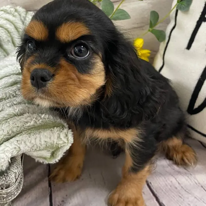 Female Cavalier King Charles Spaniel Puppy for Sale in Monroeville, PA