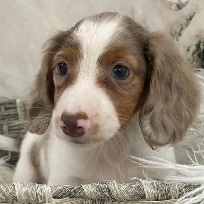 Male Dachshund Puppy for Sale in Monroeville, PA