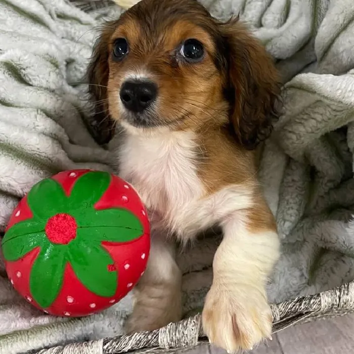 Female Dachshund Puppy for Sale in Monroeville, PA
