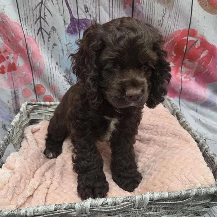 Female Cocker Spaniel Puppy for Sale in Monroeville, PA