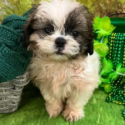Female Shih Tzu Puppy for Sale in Monroeville, PA