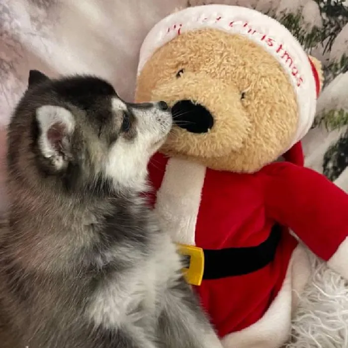 Female Alaskan Klee Kai Puppy for Sale in Monroeville, PA