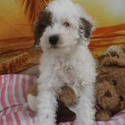 Male Toy Poodle Puppy for Sale in Monroeville, PA