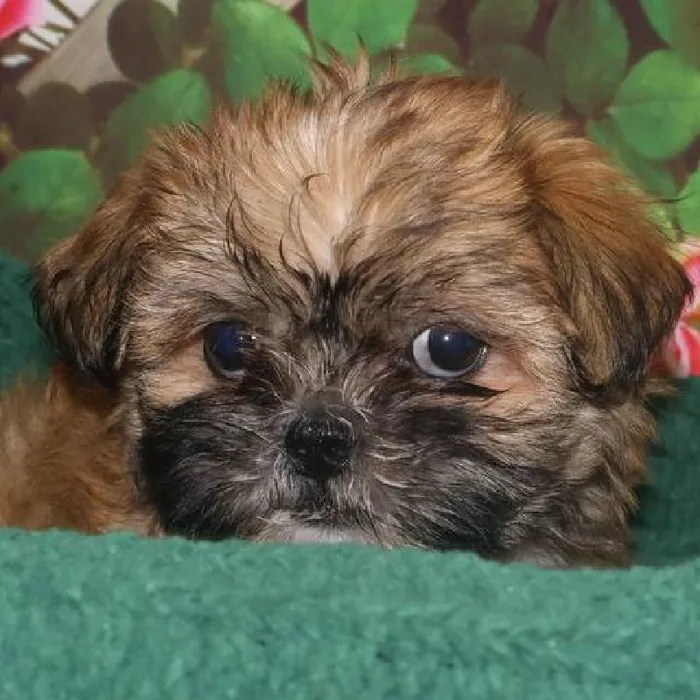 Female Shih Tzu Puppy for Sale in Monroeville, PA