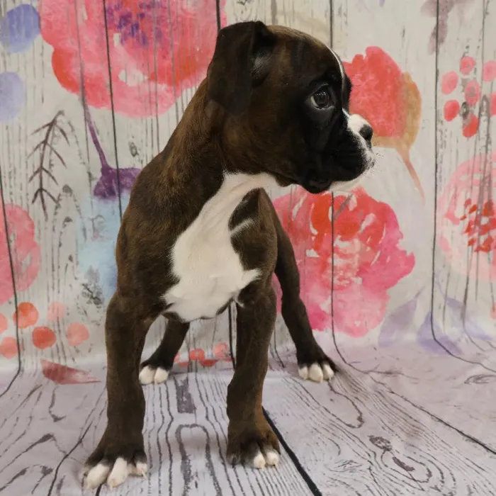 Male Boxer Puppy for Sale in Monroeville, PA