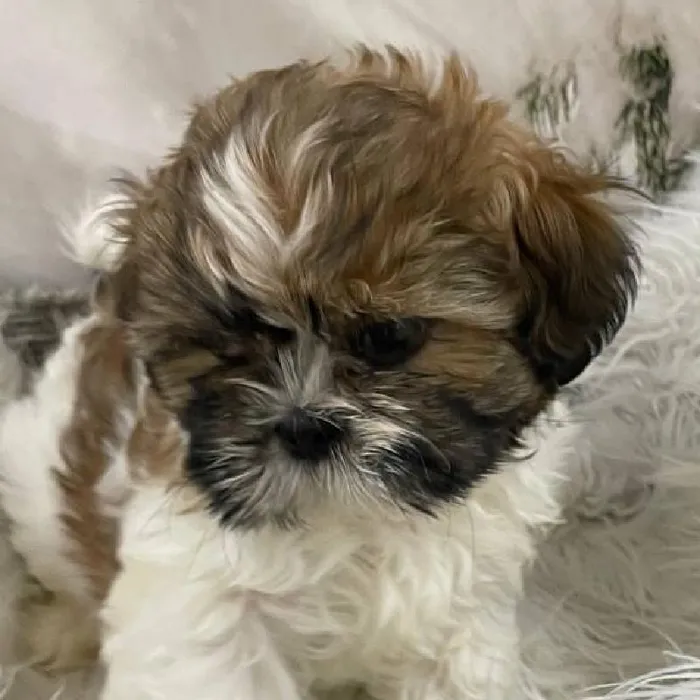 Male Shih Tzu Puppy for Sale in Monroeville, PA