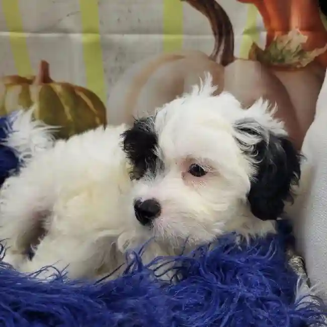 Male Teddy Bear Puppy for Sale in Monroeville, PA