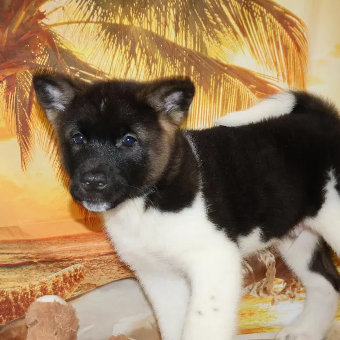 Male Akita Puppy for Sale in Monroeville, PA