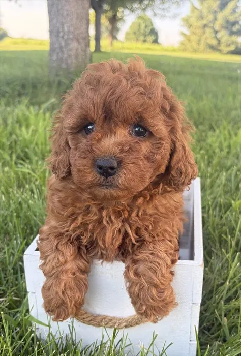 Female Mini Goldendoodle 2Nd Gen. puppy named Seline for sale at Petland Monroeville.