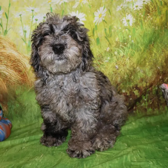 Male Mini Goldendoodle puppy named Jeremy for sale at Petland Monroeville.