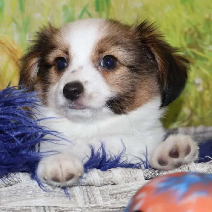 Male Papillon puppy named Jesse for sale at Petland Monroeville.