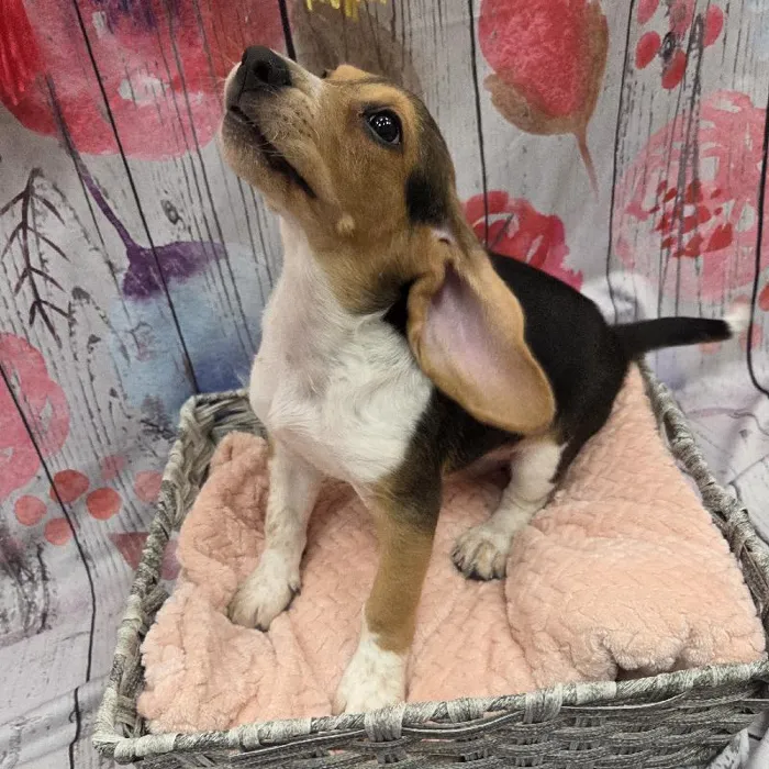 Male Beagle Puppy for Sale in Monroeville, PA