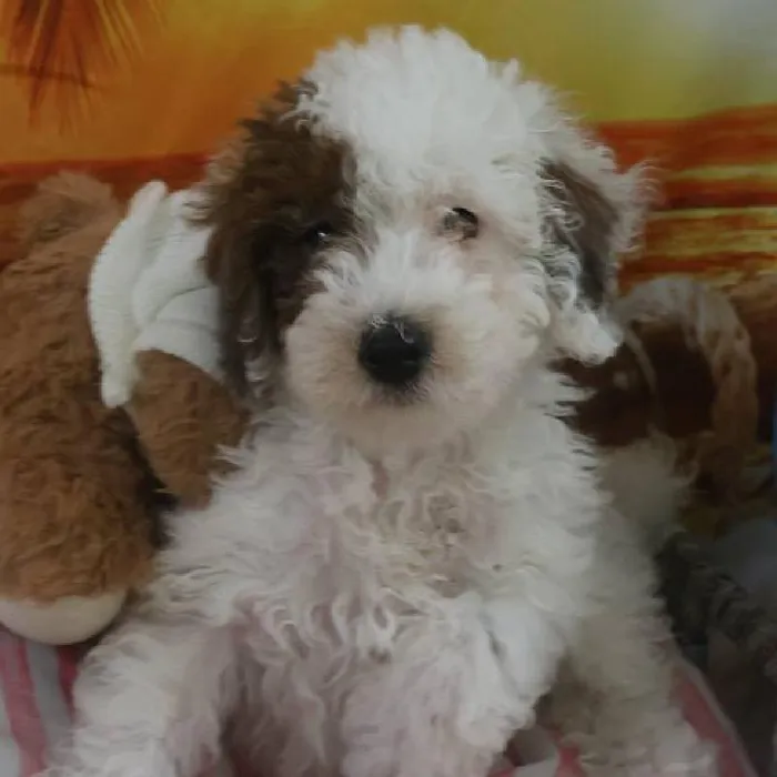 Male Toy Poodle Puppy for Sale in Monroeville, PA