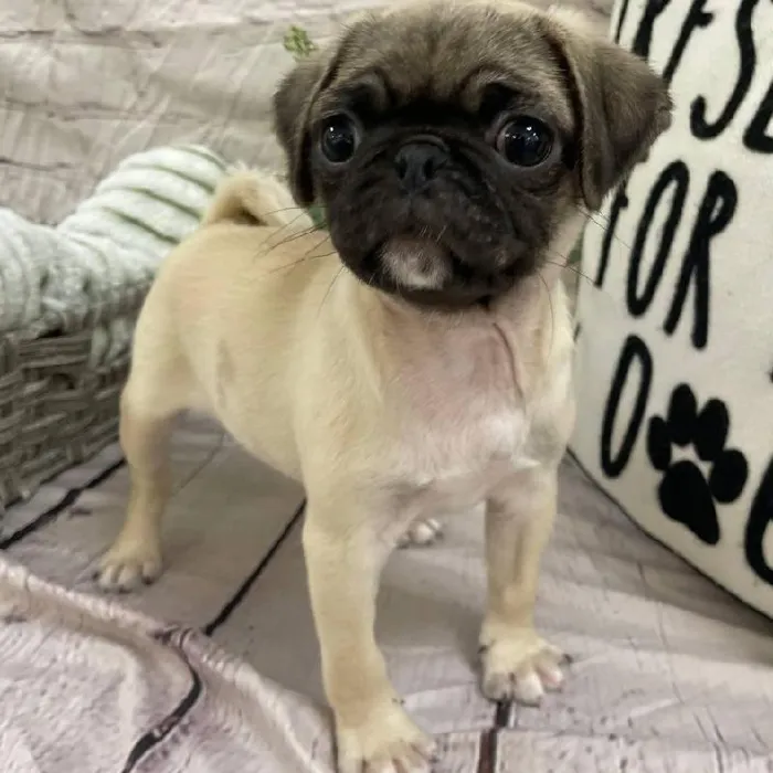 Female Pug Puppy for Sale in Monroeville, PA