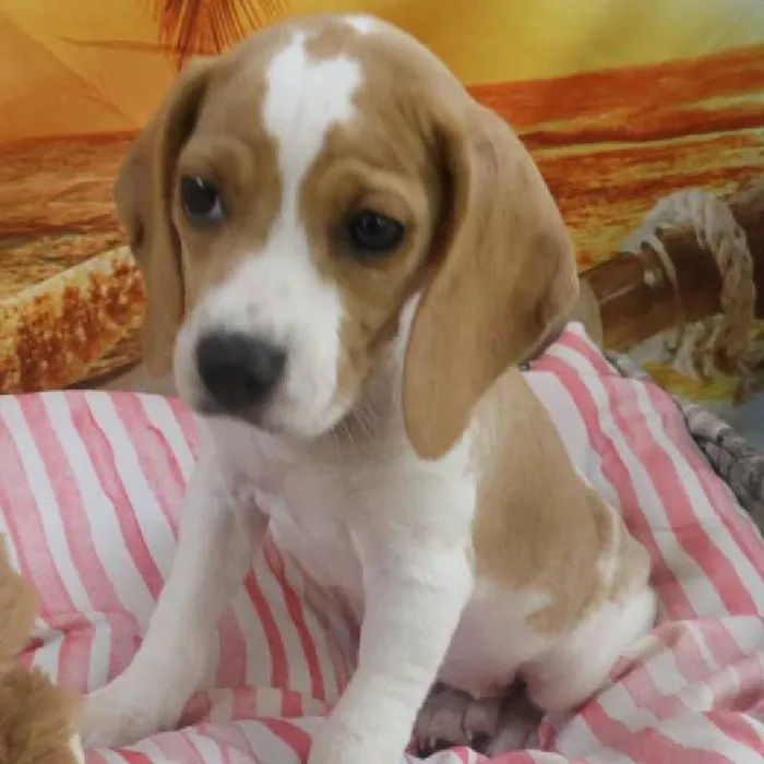 Female Beagle Puppy for Sale in Monroeville, PA