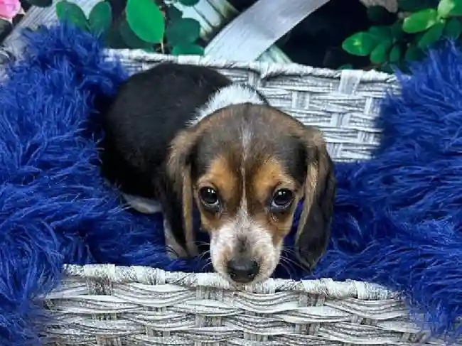 Female Beagle Puppy for Sale in Pittsburgh, PA