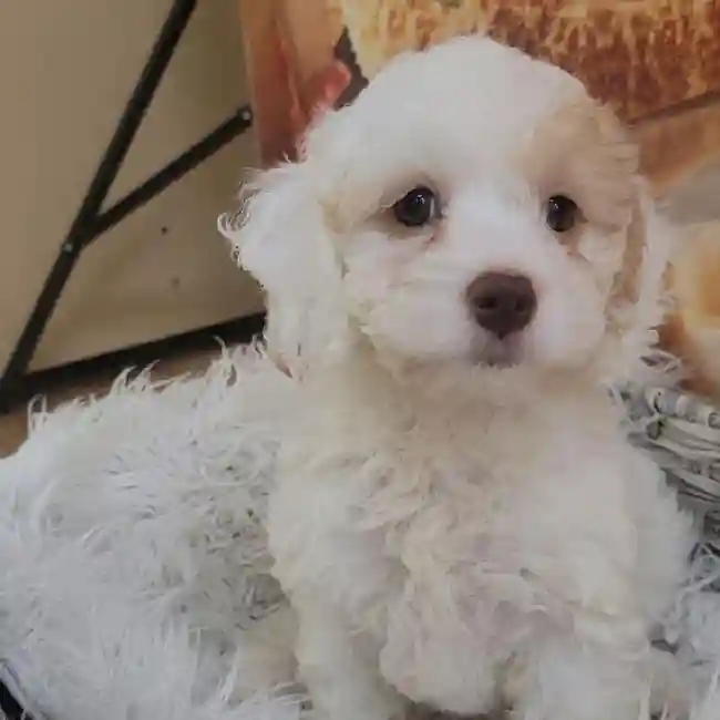 Female Cockapoo Puppy for Sale in Monroeville, PA