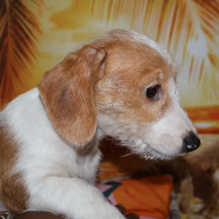 Female Chiweenie Puppy for Sale in Monroeville, PA
