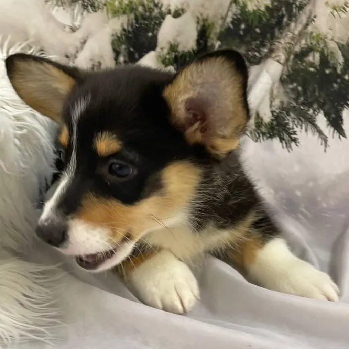 Male Pembroke Welsh Corgi Puppy for Sale in Monroeville, PA