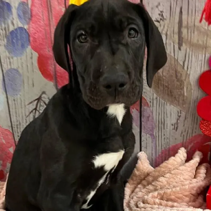 Male Great Dane Puppy for Sale in Monroeville, PA