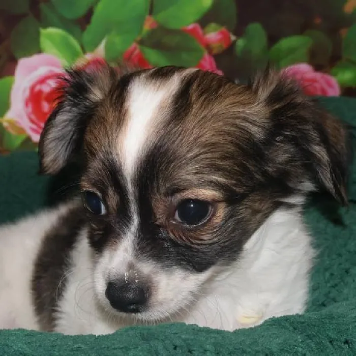 Male Chihuahua Puppy for Sale in Monroeville, PA