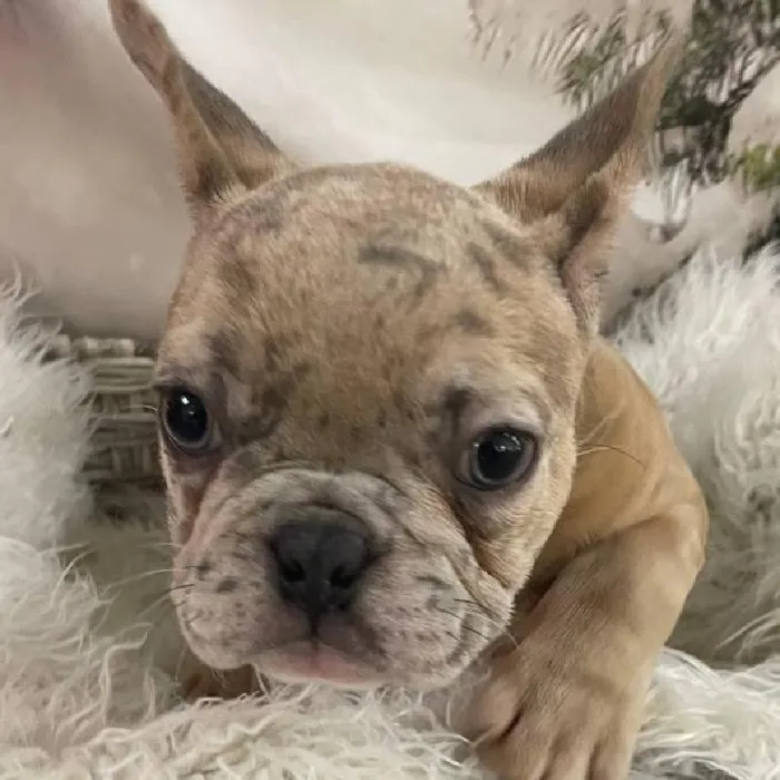 Male French Bulldog Puppy for Sale in Monroeville, PA