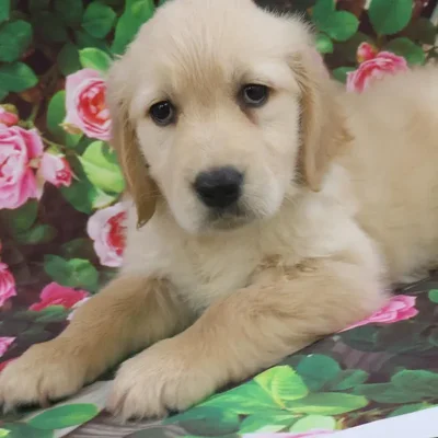 Female Golden Retriever Puppy for Sale in Monroeville, PA