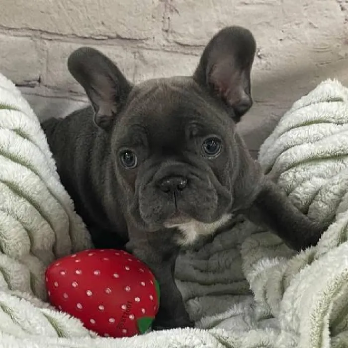 Male French Bulldog Puppy for Sale in Monroeville, PA