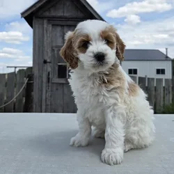 car_main_img_/media/ap_media/pets/LOLHPYDYPRDG33249.webp.250x250_q85.webp