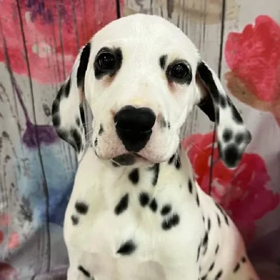 Female Dalmatian Puppy for Sale in Monroeville, PA