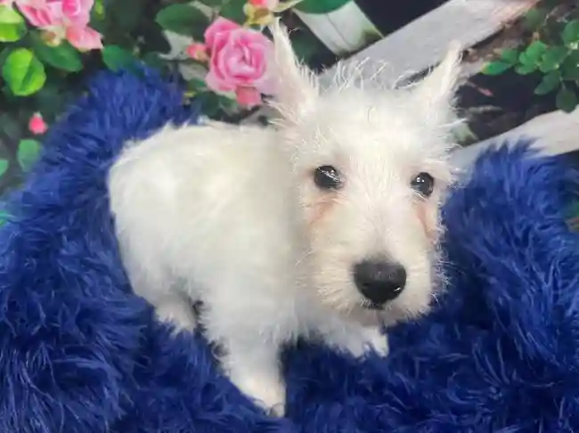 Male West Highland White Terrier Puppy for Sale in Monroeville, PA