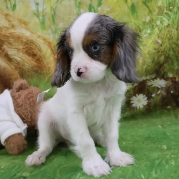 Male Cavalier King Charles Spaniel puppy named Shane for sale at Petland Monroeville.