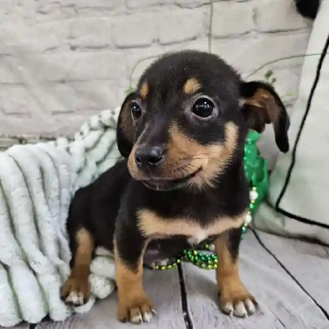 Female Chiweenie Puppy for Sale in Monroeville, PA