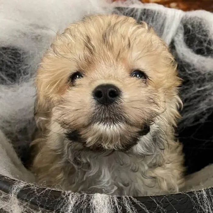 Male Havanese Puppy for Sale in Monroeville, PA